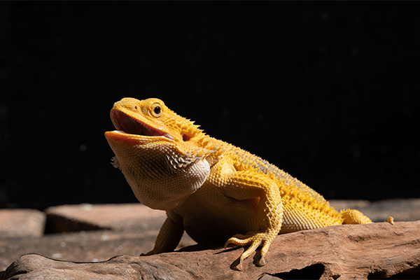 When a bearded dragon reaches its thermal maximum, it will often sit with  its mouth open. This behavior, called gaping, shows that the lizard is at  its optimal temperature for basking. This