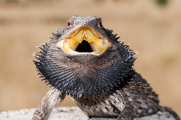 When a bearded dragon reaches its thermal maximum, it will often sit with  its mouth open. This behavior, called gaping, shows that the lizard is at  its optimal temperature for basking. This