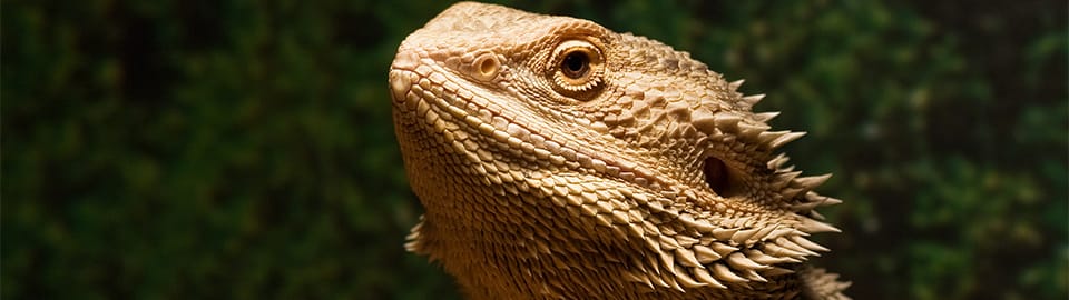 When a bearded dragon reaches its thermal maximum, it will often sit with  its mouth open. This behavior, called gaping, shows that the lizard is at  its optimal temperature for basking. This