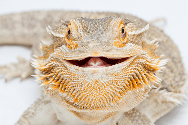 When a bearded dragon reaches its thermal maximum, it will often sit with  its mouth open. This behavior, called gaping, shows that the lizard is at  its optimal temperature for basking. This