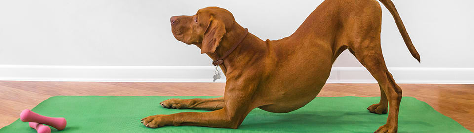 Dog yoga