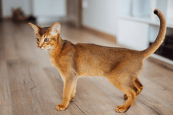 abyssinian cat breed