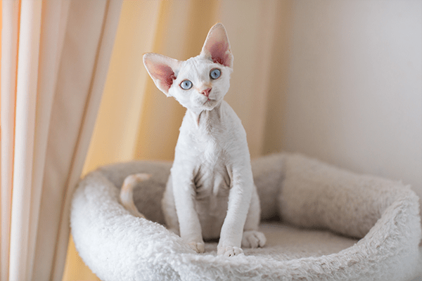 white cat sitting on bed