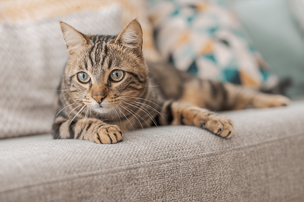 cat sitting on couch