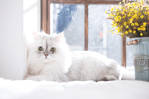 cat sitting next to window and flowers