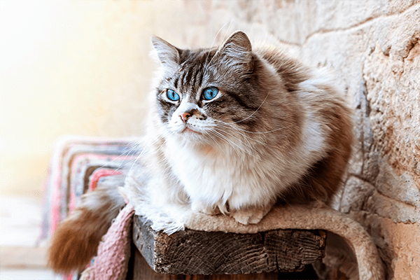 cat sitting on bricks