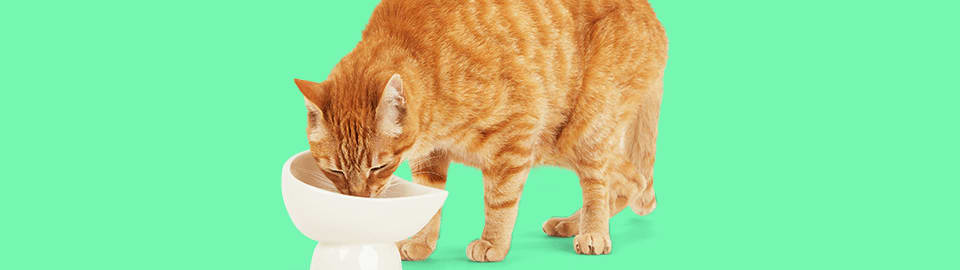 Cat eating from bowl