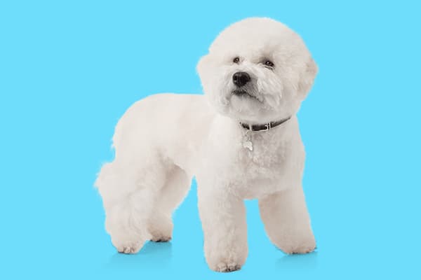 Bichon Frise