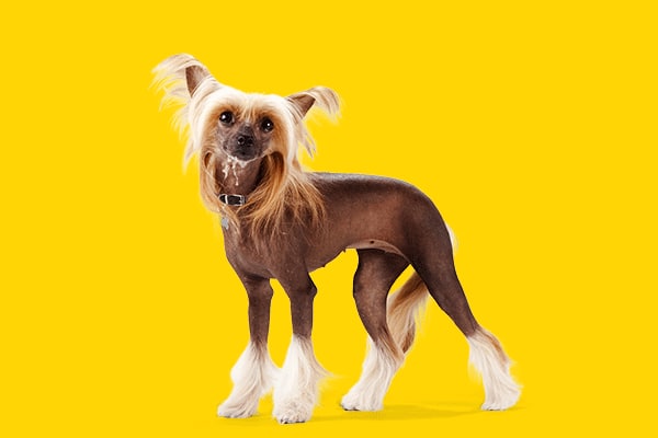 chinese crested