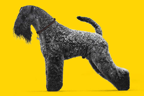 kerry blue terrier