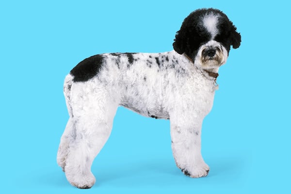 portuguese water dog