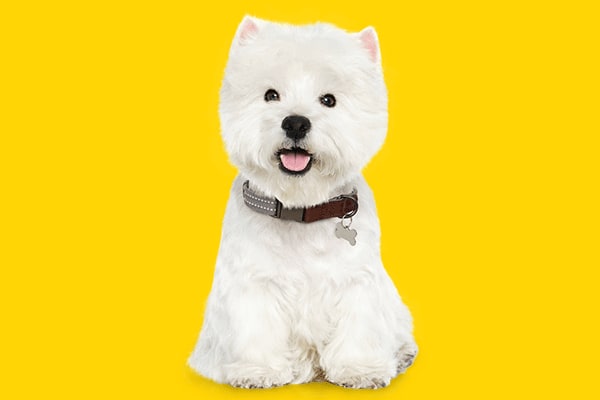 west highland white terrier