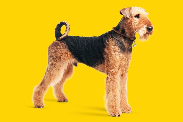 airedale terrier