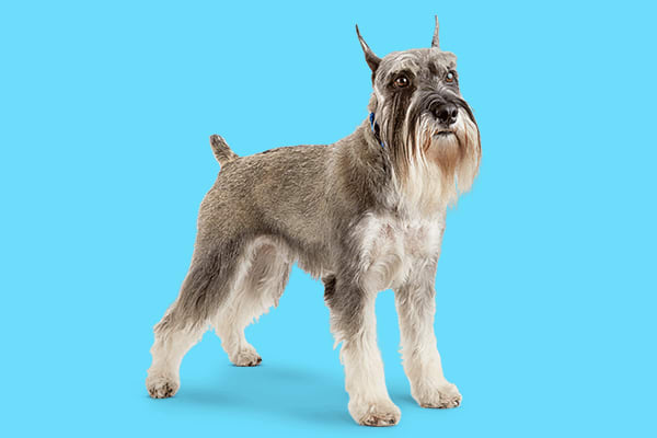 Schnauzer