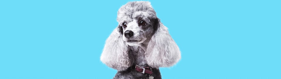 Hypoallergenic Dog Breeds