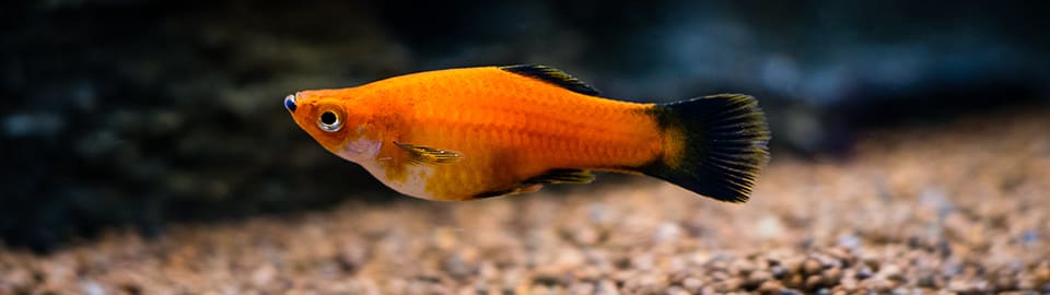 betta fish with clamped fins