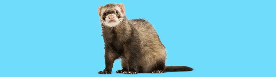 ferret