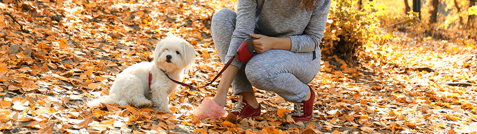 dog next to owner who is picking up it's poop