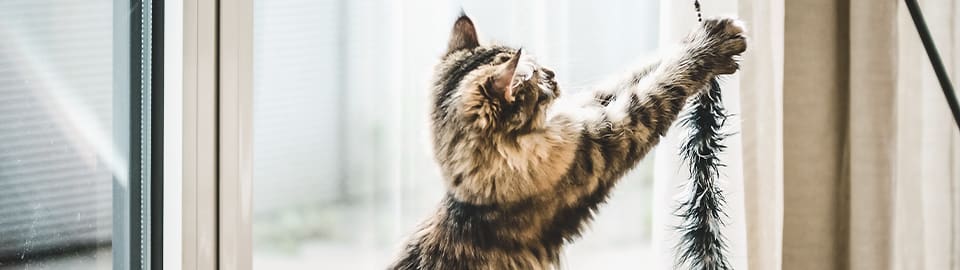 cat playing with teaser toy