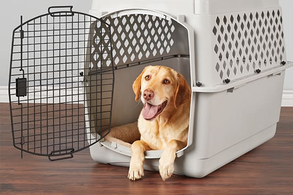 Dog in Crate on New Year's Eve