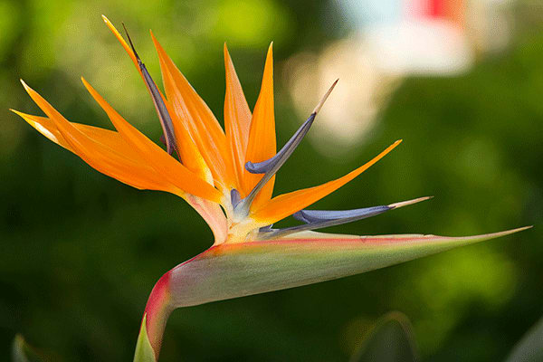 bird of paradise plant