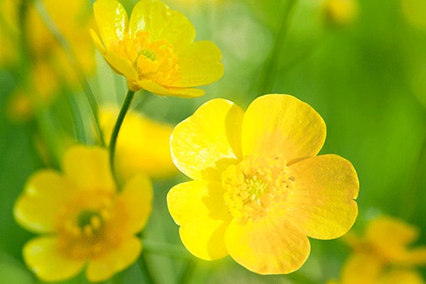 buttercup flower