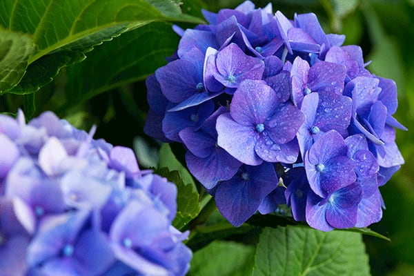 hydrangea plant