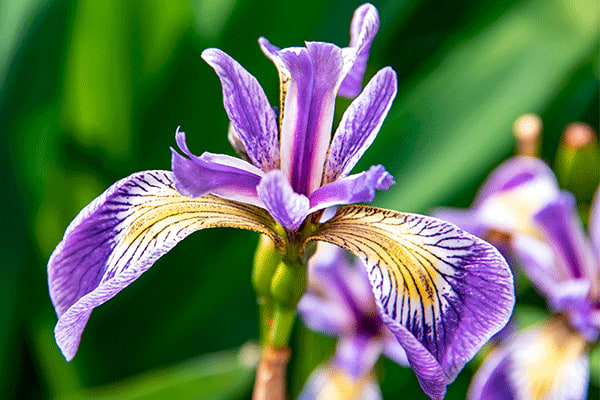 iris flower