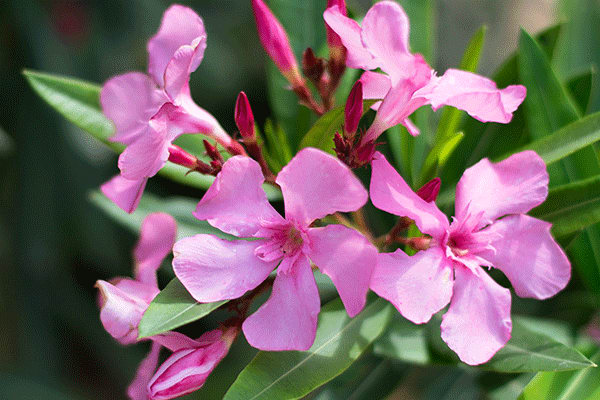 lily plant