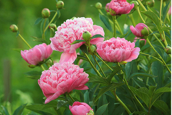 peony flower