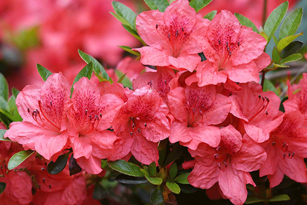 rhododendron plant