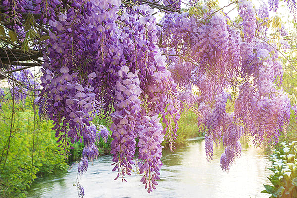 wisteria tree