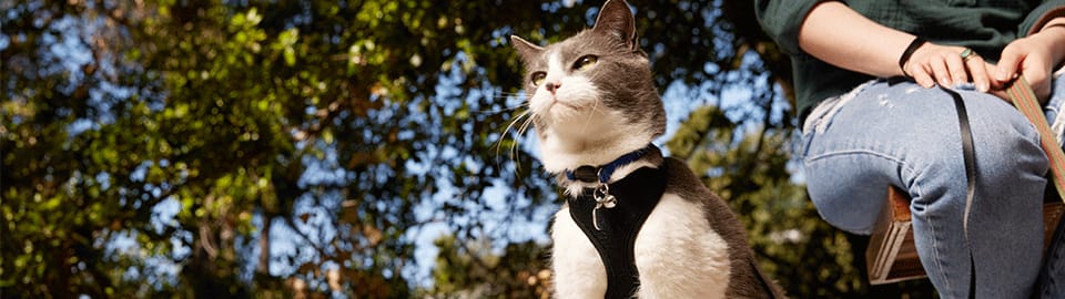 cat outside with owner