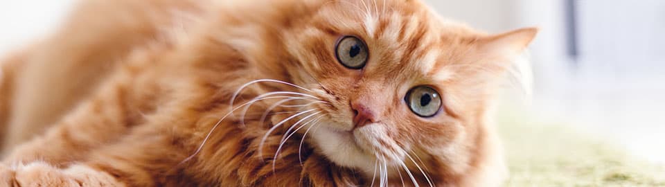 Why is My Cat Dry-Heaving?: Top Causes and Solutions