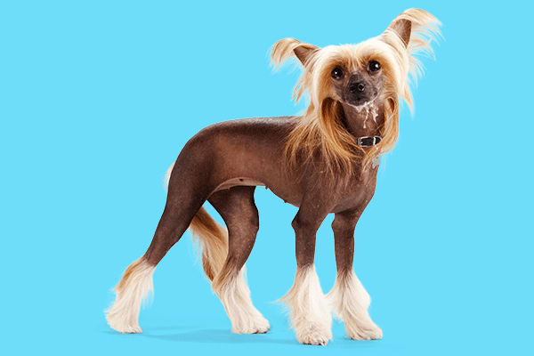 chinese crested