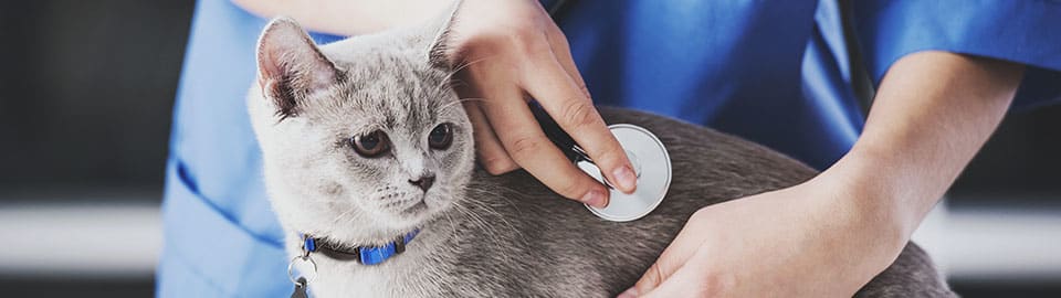 Cat at veterinarian