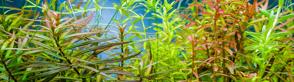 Rotala Rotundifolia Aquarium Plant