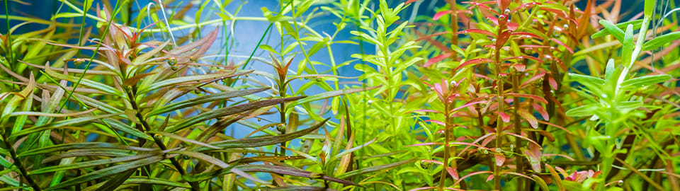 Phyllanthus Fluitans "Red Root Floater"