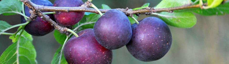 plums on a tree