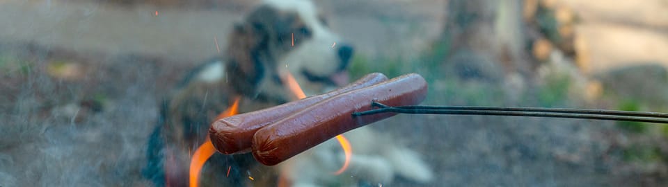 dog with hot dogs