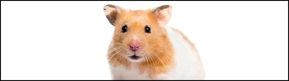 Abscesses in Hamsters