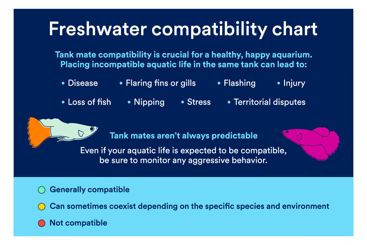 Freshwater Fish Compatibility Chart Guide