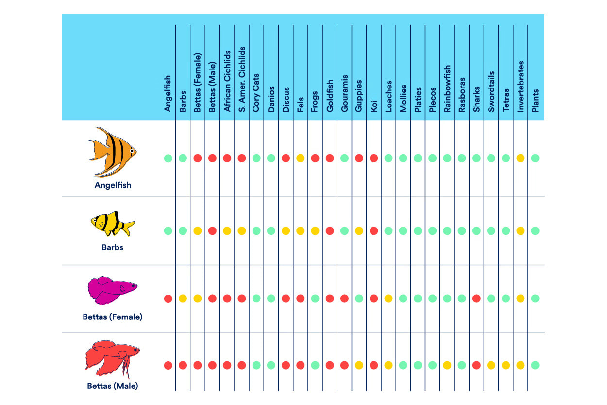 Angelfish, Barb & Betta Compatibility Chart