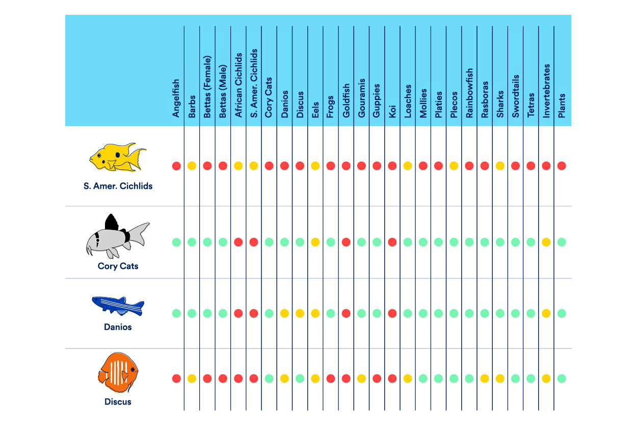 S. American Cichlid, Cory Cat, Danio & Discus Compatibility Chart