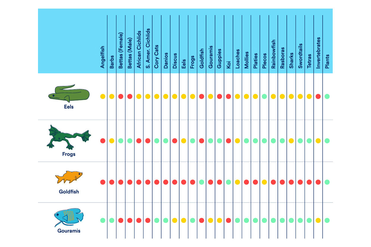 Eel, Frog, Goldfish & Gourami Compatibility chart