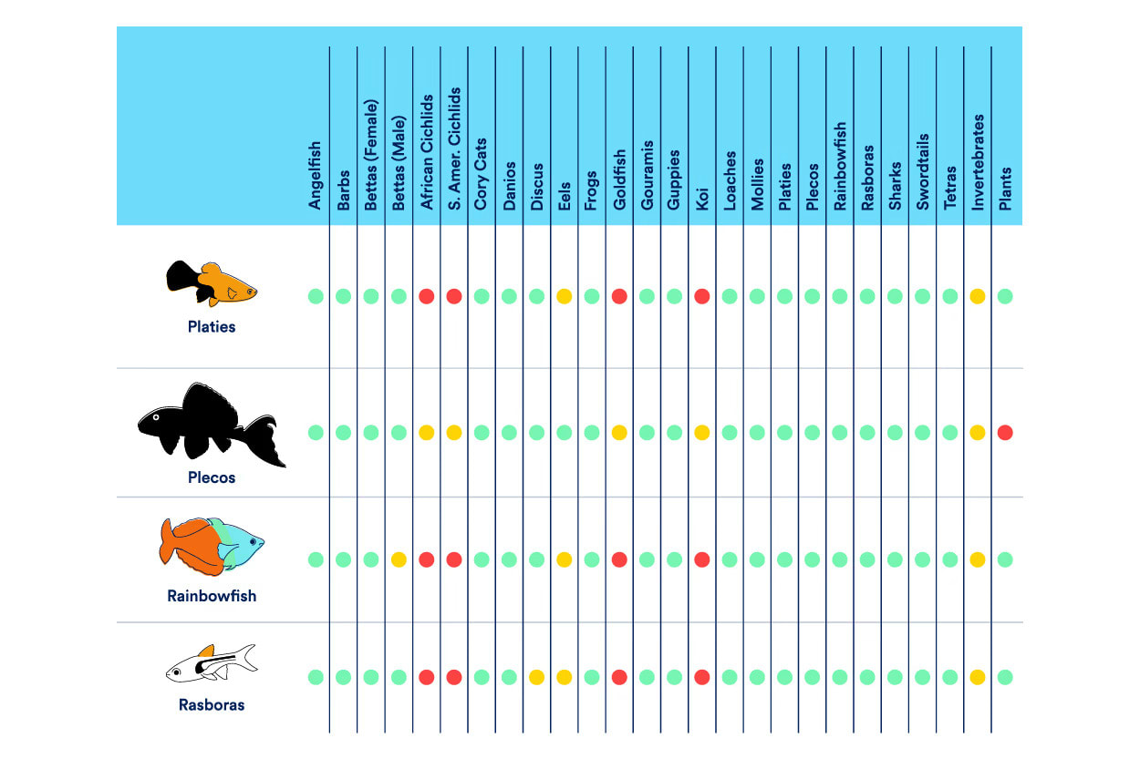 Platie, Pleco, Rainbowfish & Rasboras Compatability Chart