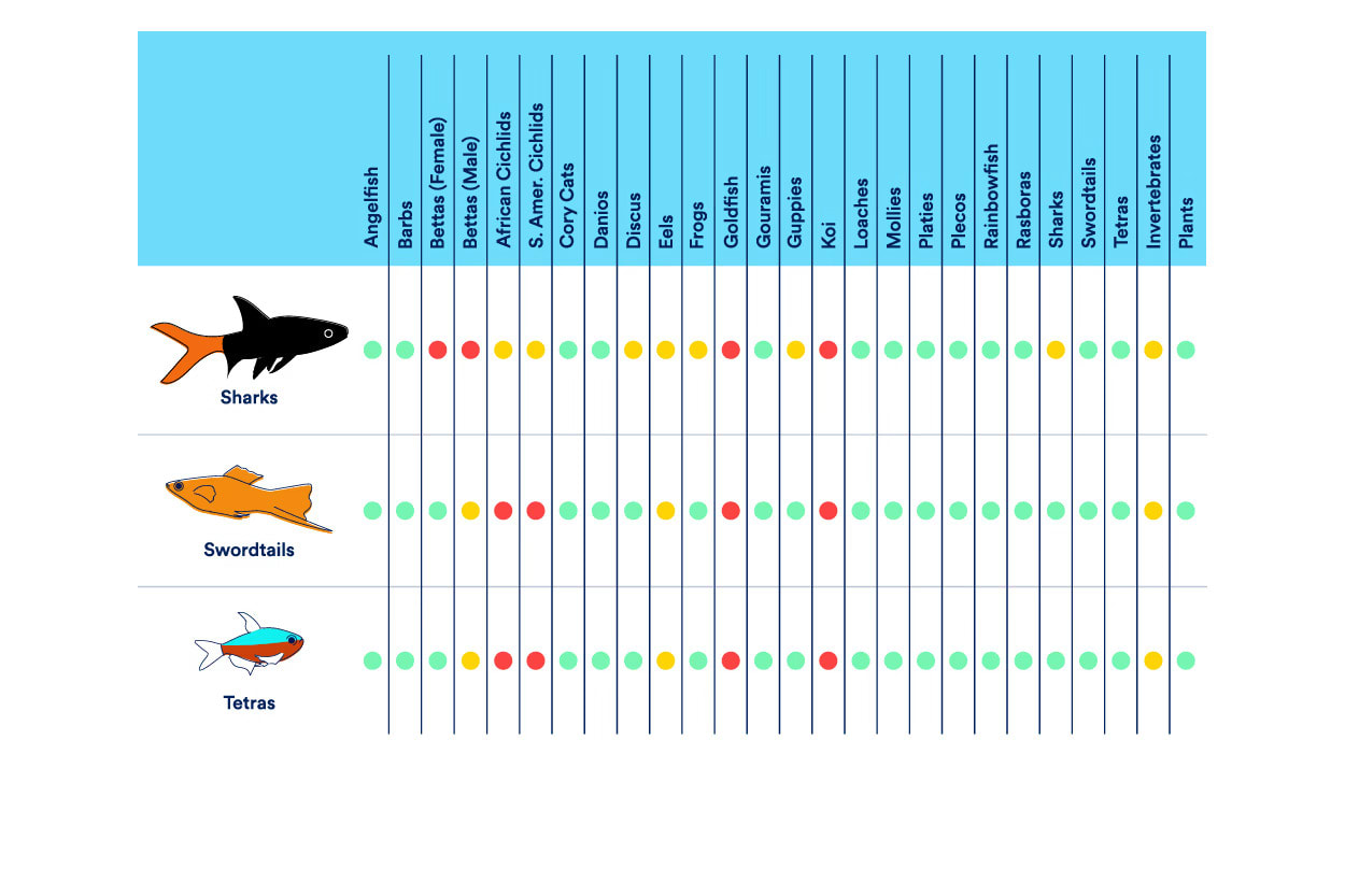 Shark, Swordtail & Tetra Compatibility Chart