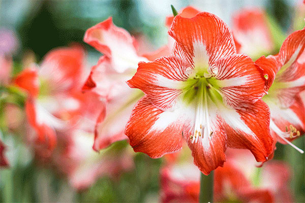 amaryllis