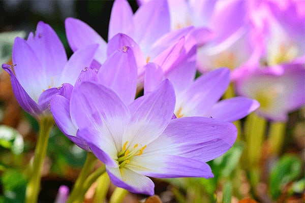 autumn crocus