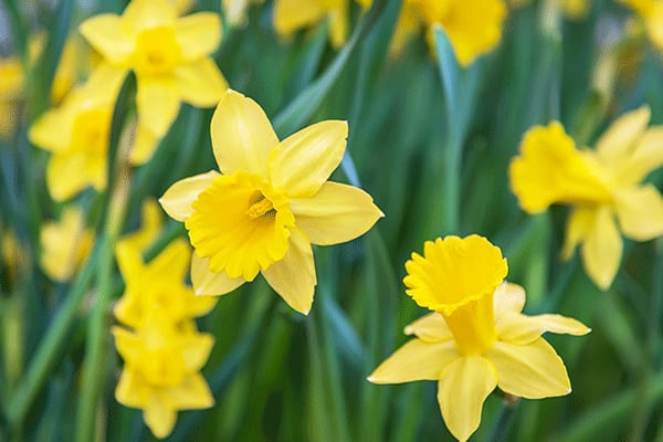 daffodil flower